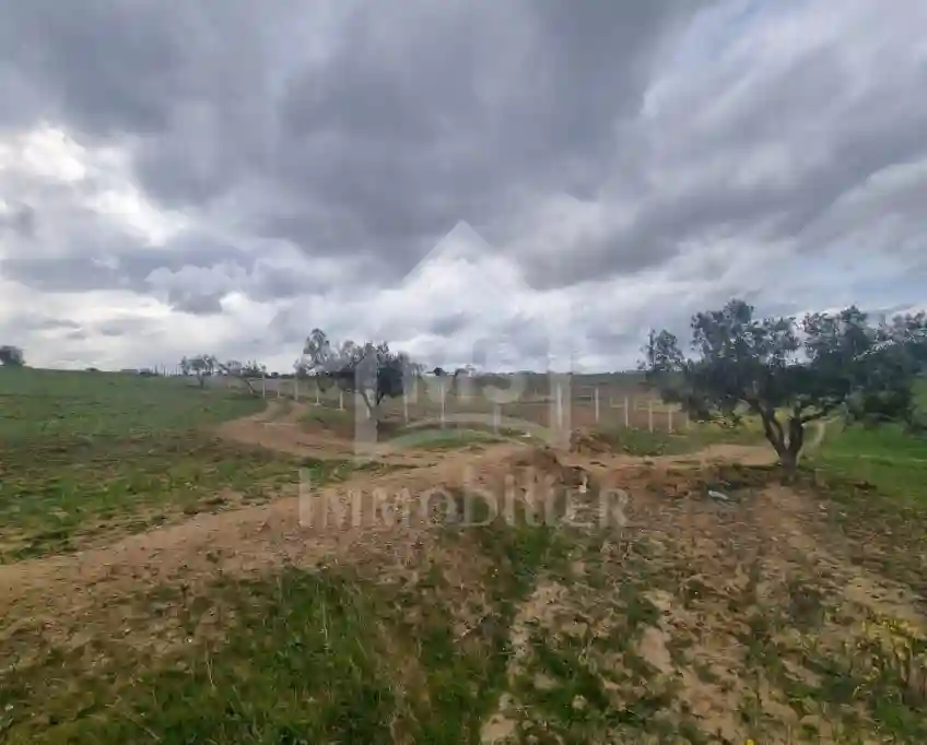 1 Hectare Planté D'oliviers à Hammamet sud à Vendre 51355351 - Vue 2