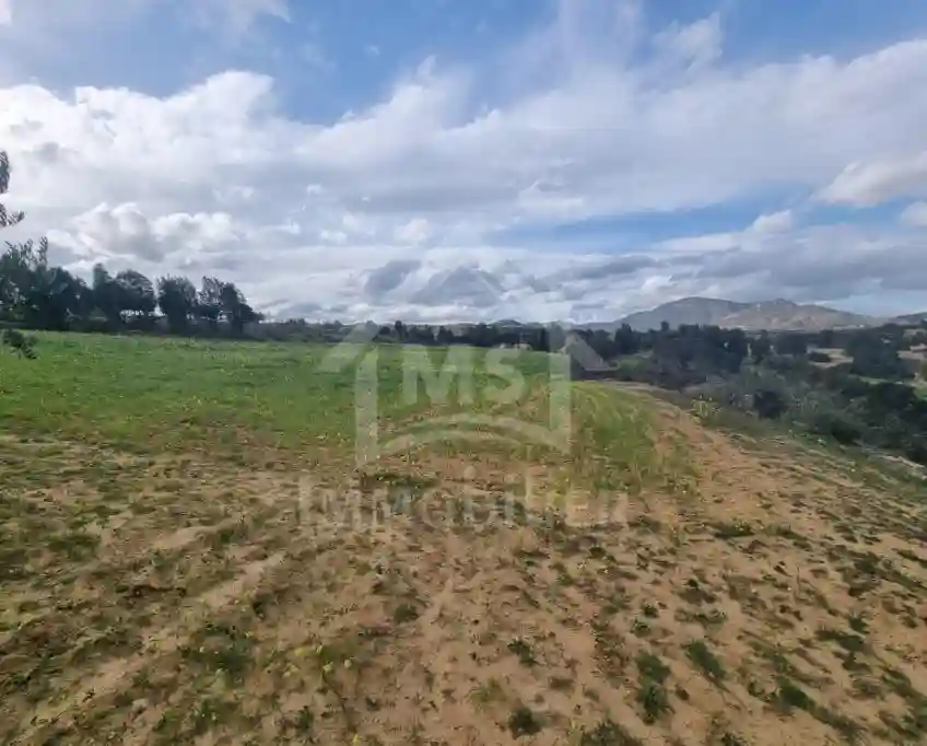 1 Hectare Planté D'oliviers à Hammamet sud à Vendre 51355351 - Vue 3