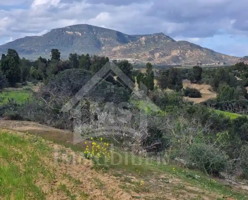 1 Hectare Planté D'oliviers à Hammamet sud à Vendre 51355351 - Vue 4