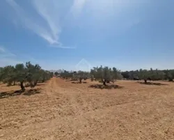 Terrain de 1000 m² à Vendre à 200 md à Hammamet sud 51355351