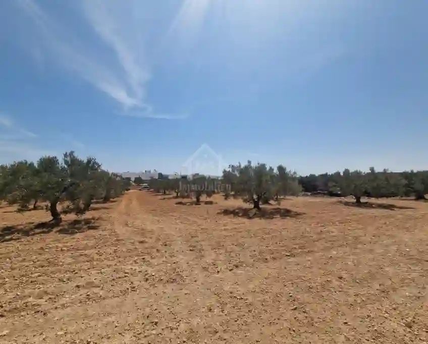 Terrain de 1000 m² à Vendre à 200 md à Hammamet sud 51355351