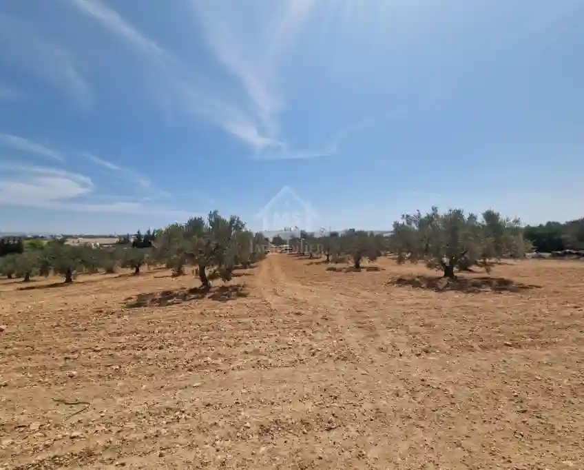 Terrain de 1000 m² à Vendre à 200 md à Hammamet sud 51355351 - Vue 4