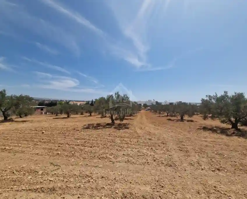 Terrain de 1000 m² à Vendre à 200 md à Hammamet sud 51355351 - Vue 6