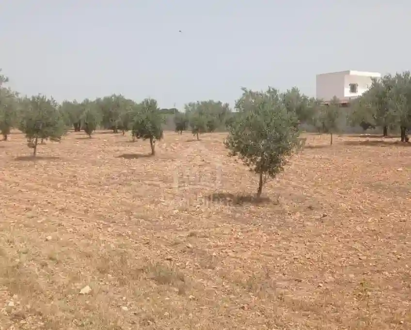 Terrain de 4800 m² à Sidi Mtir à Vendre à 270 md 51355351 - Vue 1