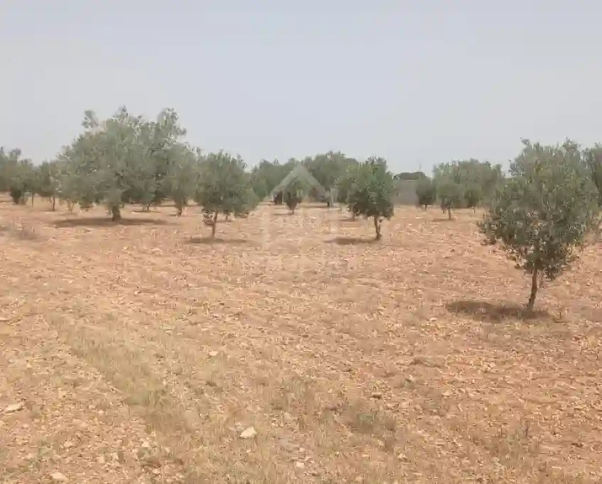 Terrain de 4800 m² à Sidi Mtir à Vendre à 270 md 51355351 - Vue 2
