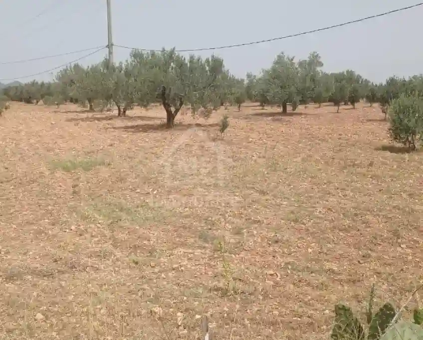 Terrain de 4800 m² à Sidi Mtir à Vendre à 270 md 51355351 - Vue 3
