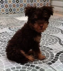 Chien de Race Bichon à Nouvelle Medina