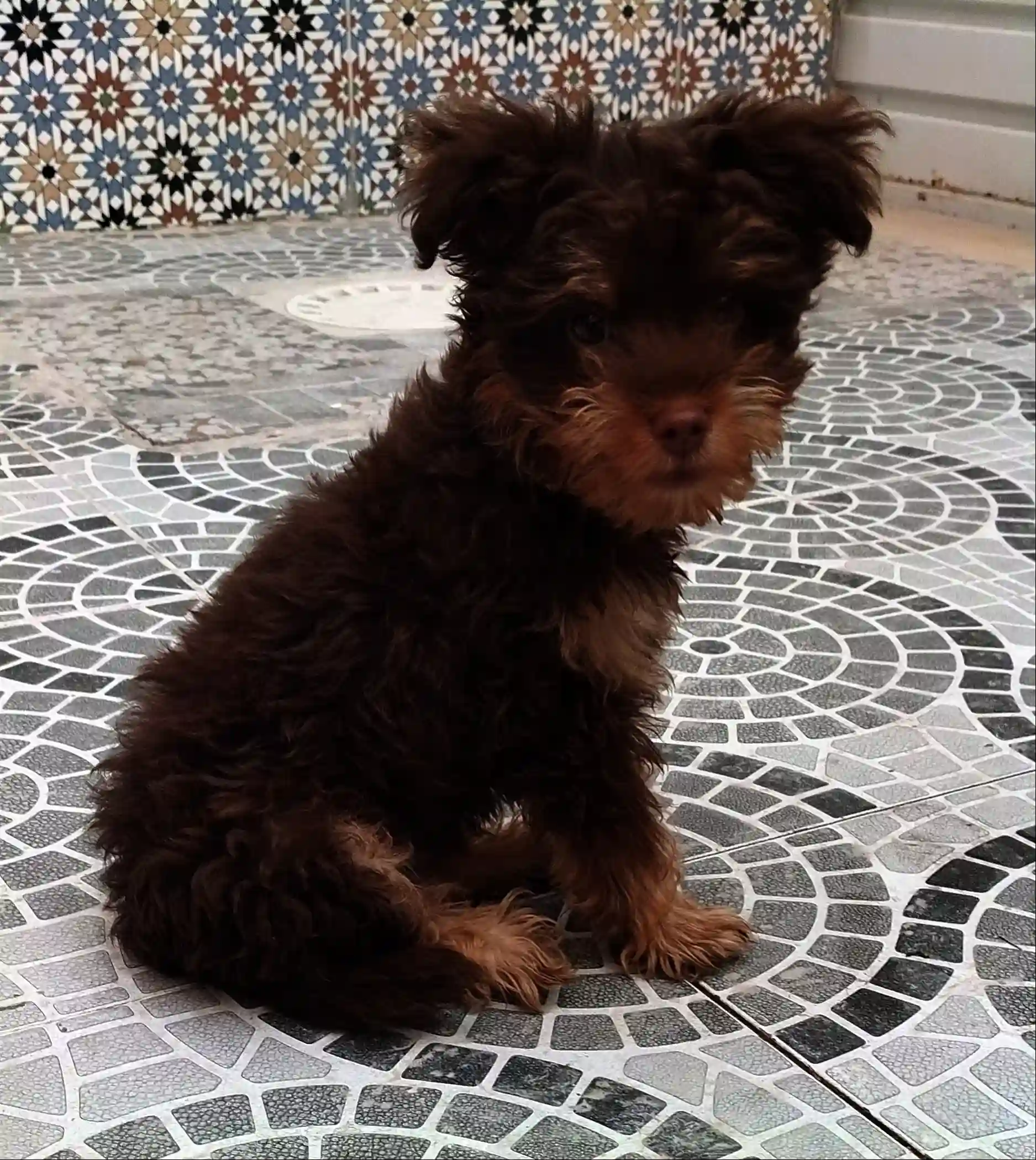 Chien de Race Bichon à Nouvelle Medina