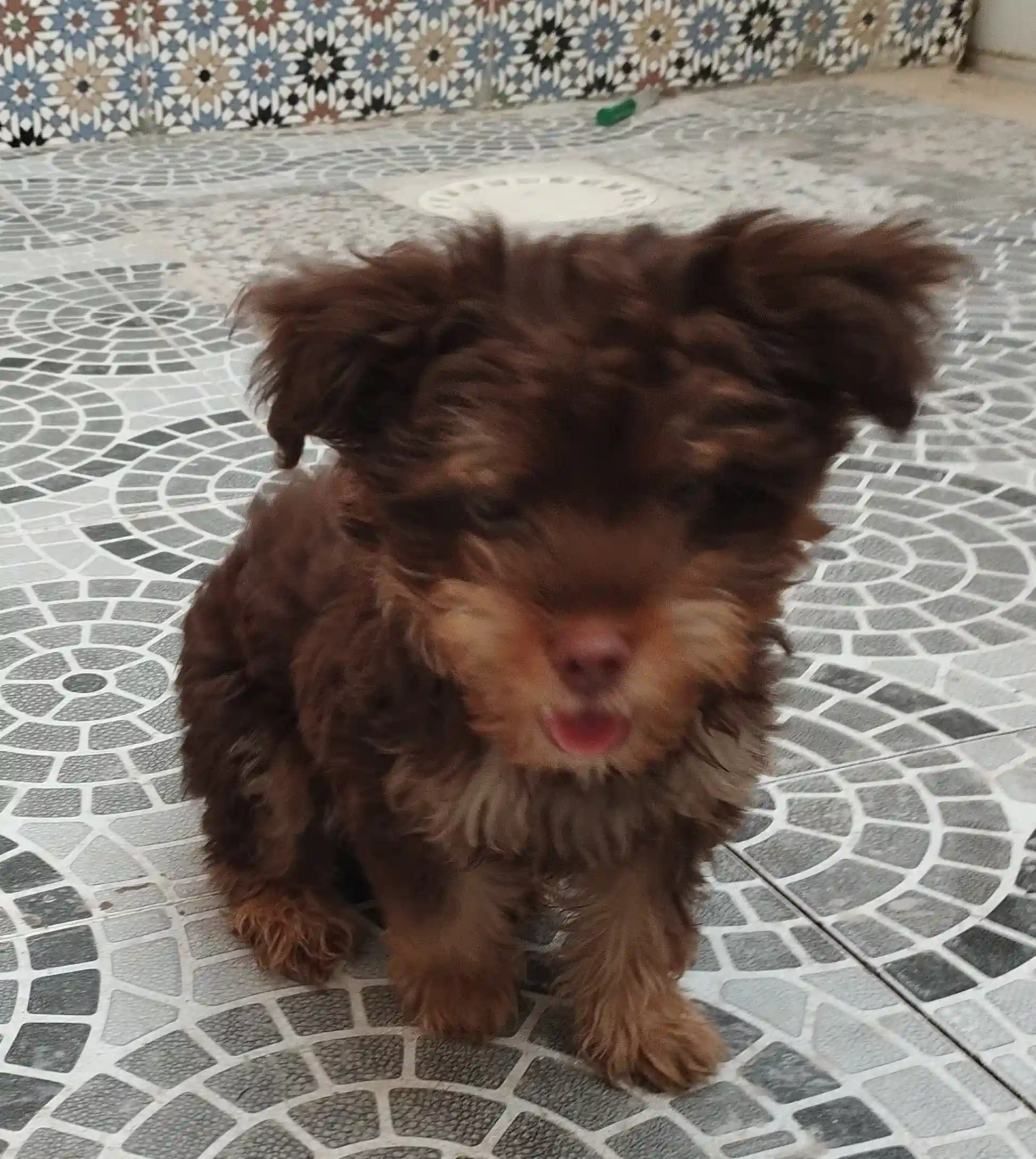 Chien de Race Bichon à Nouvelle Medina - Vue 1
