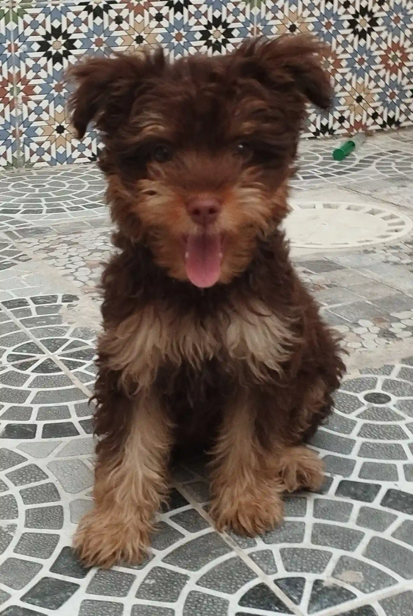 Chien de Race Bichon à Nouvelle Medina - Vue 2