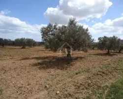 Terrain Clôtuiré de 2400 m² à Béni Khiar à Vendre 51355351