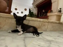 Chihuahuas à Nabeul