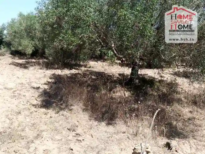 Terrain Villa Randa à dar Allouch à Dar Allouche
