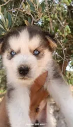 Husky a Vendre