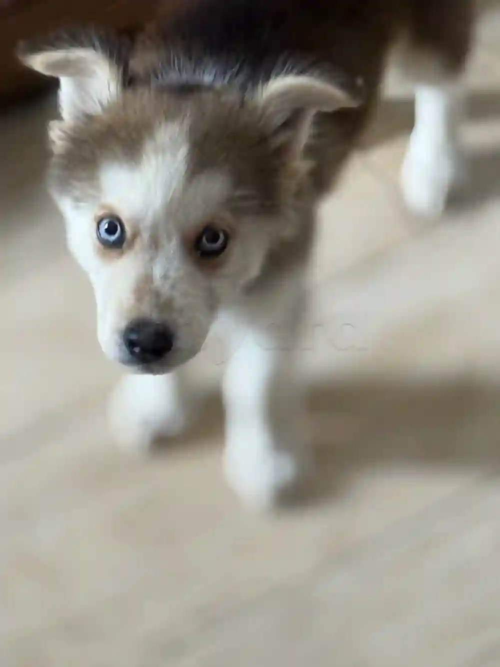 Husky a Vendre - Vue 1