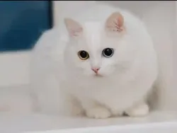 Chat Type Angora Turc à Ariana Ville