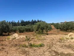 Terrain Agricole à Nabeul