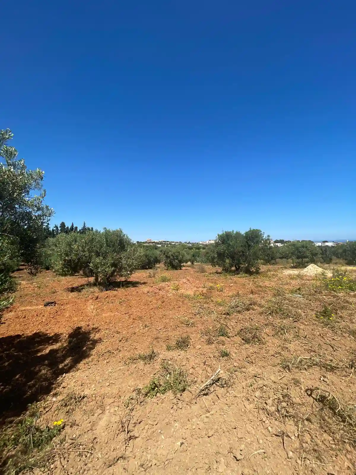 Terrain Agricole à Nabeul - Vue 1