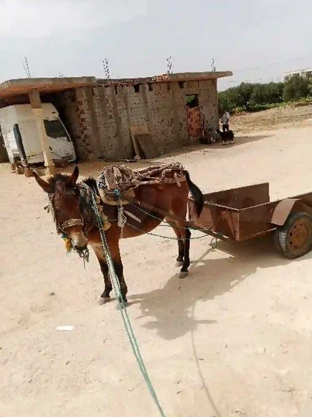 Baghla