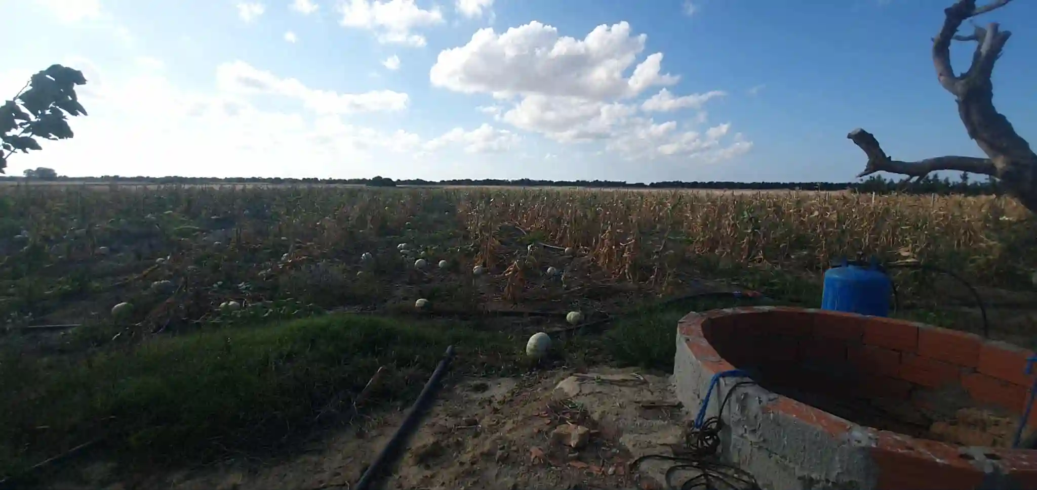 Ferme à Chraf el Haouaria à Charaf - Vue 3