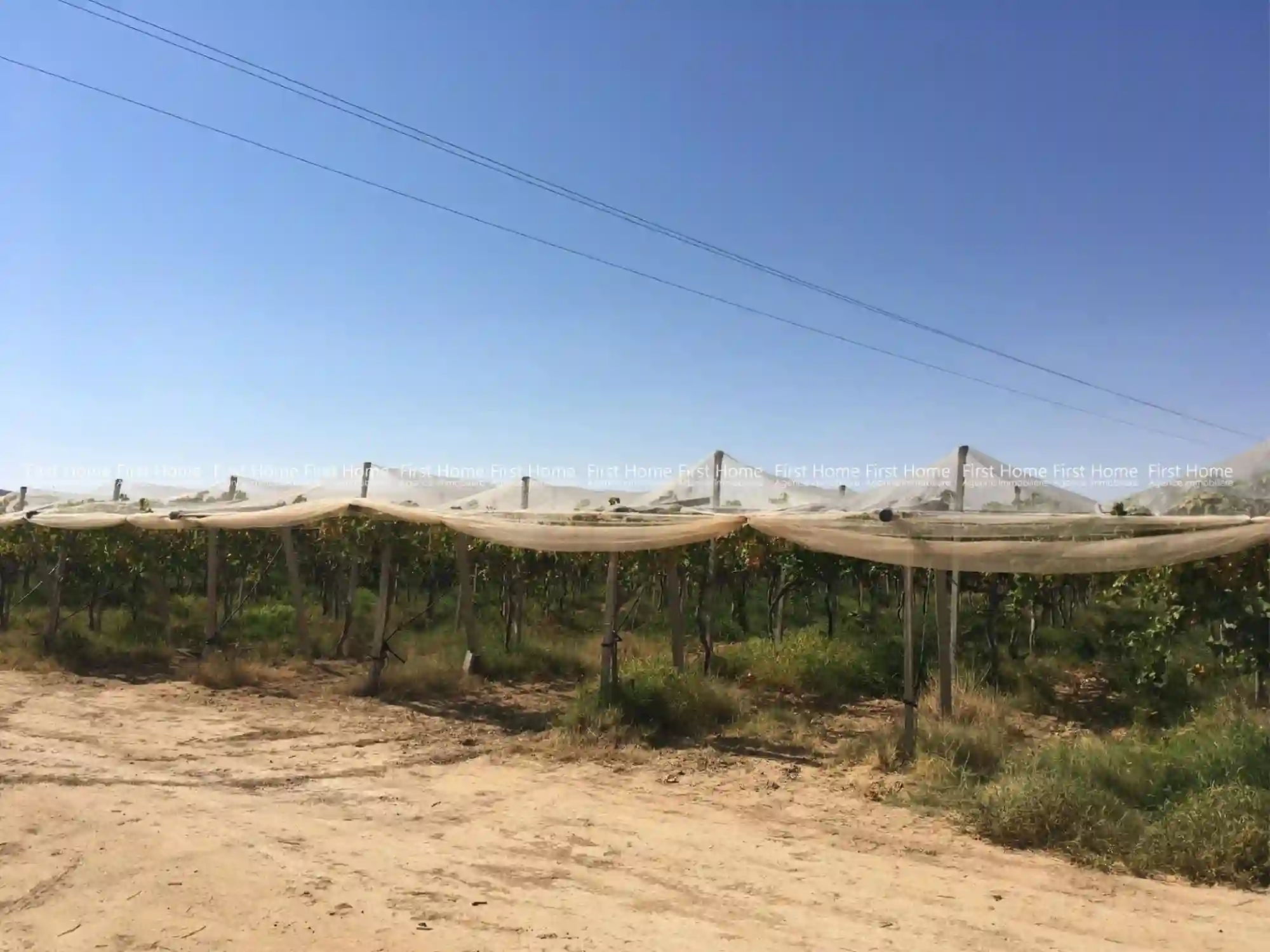 Ferme à Mezzouna Sidi Bouzid