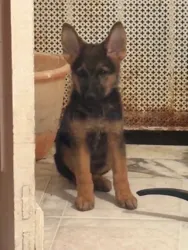 Chiots Berger 3 moi