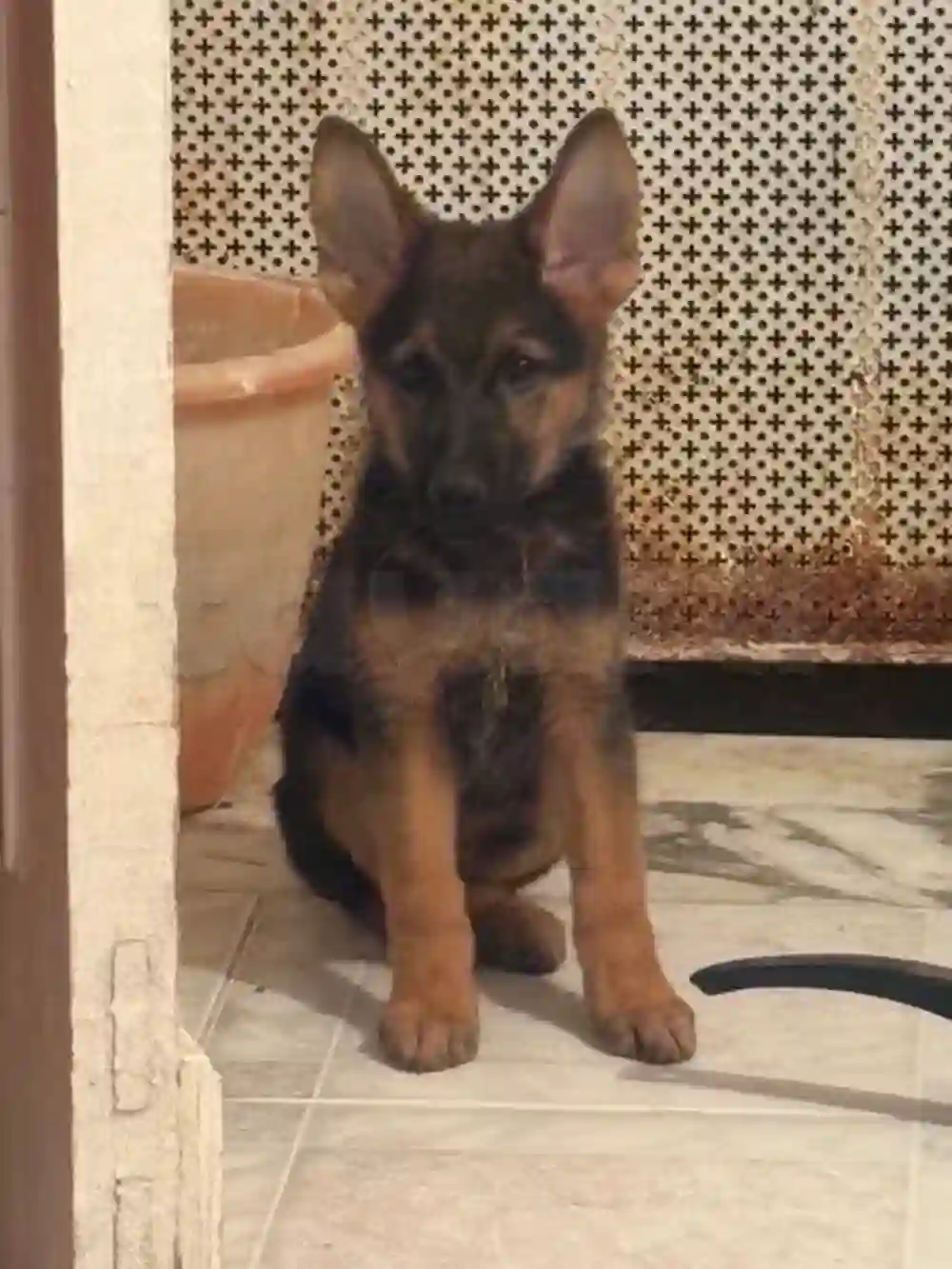 Chiots Berger 3 moi