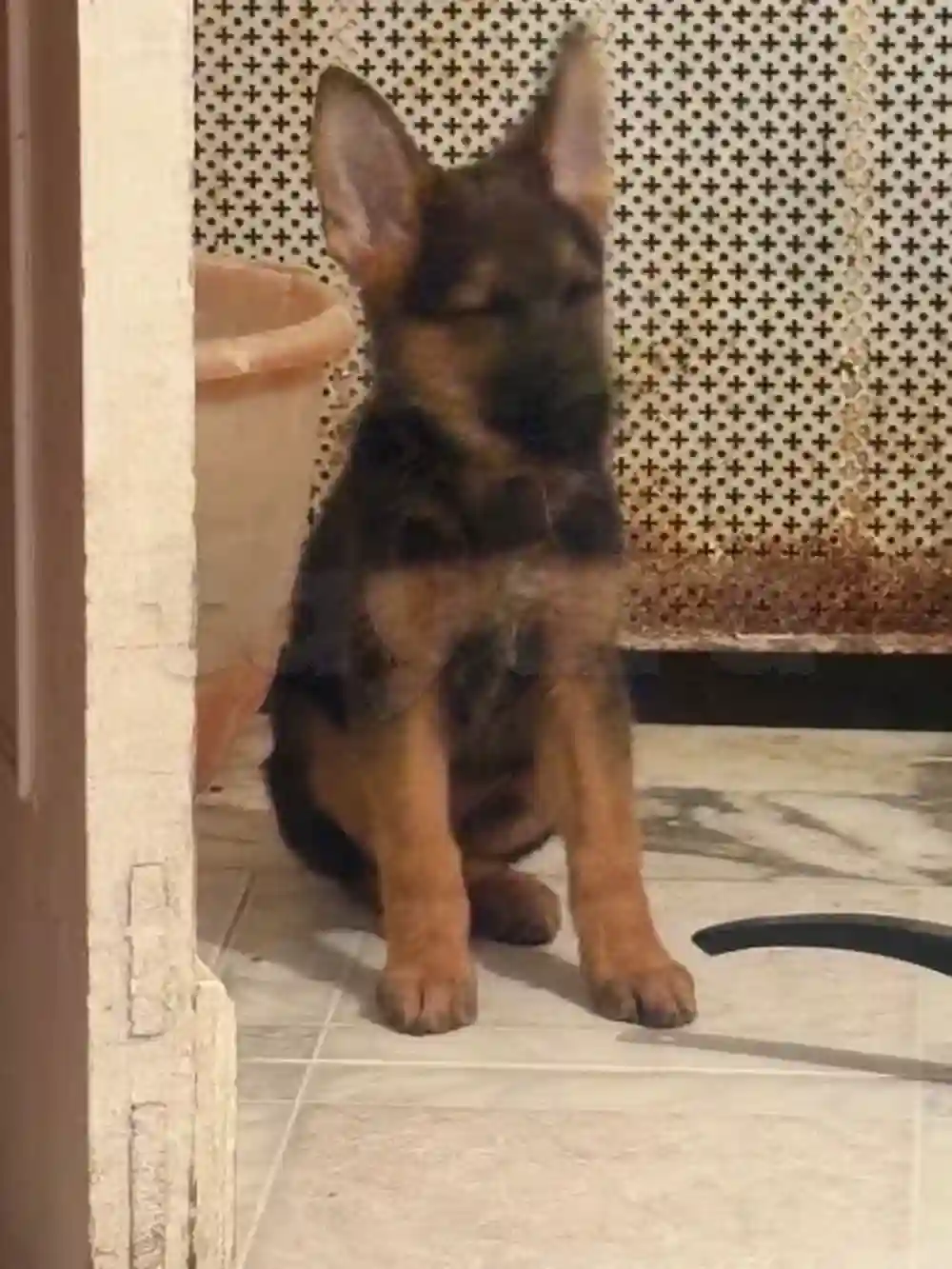 Chiots Berger 3 moi - Vue 1