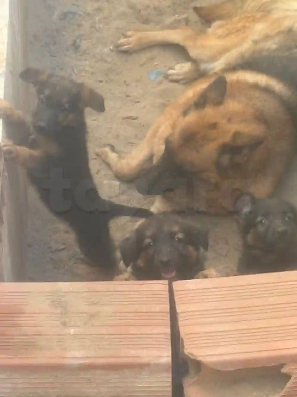 Chiots Berger 3 moi - Vue 2
