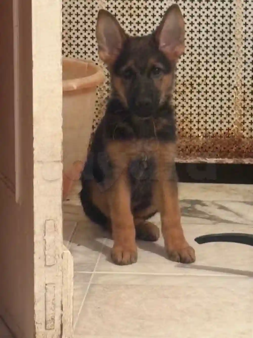 Chiots Berger 3 moi - Vue 3
