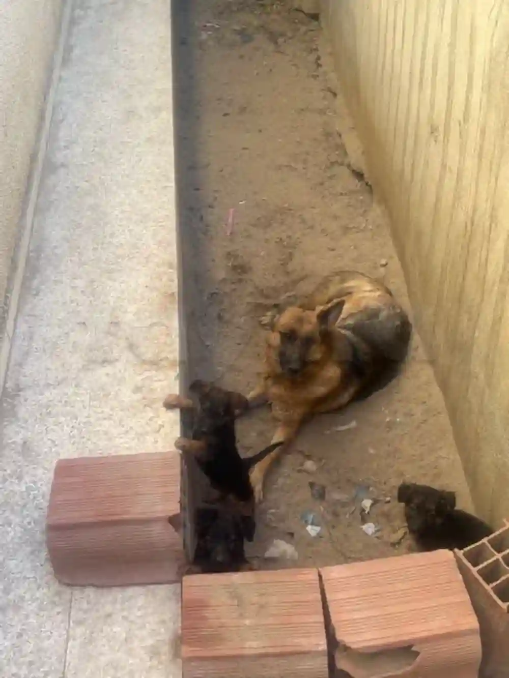 Chiots Berger 3 moi - Vue 4