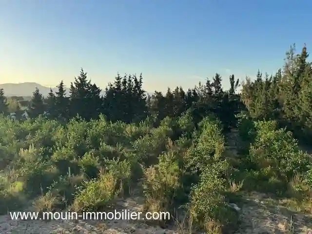 Ferme Asil Borj Hfaiedh Beni Oueil ii - Vue 4
