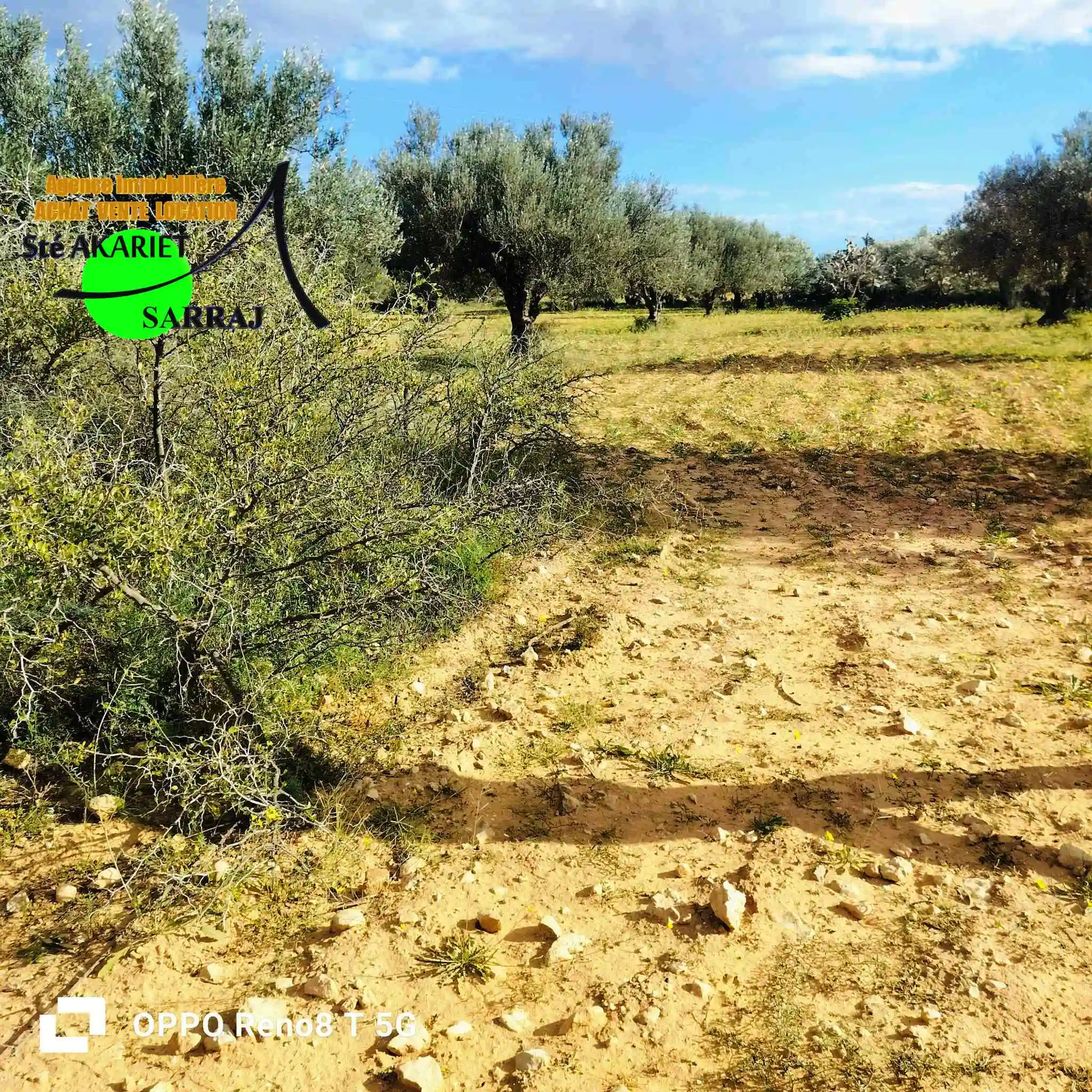 Terrain Agricole 1hectare et 8000m à Sidi Bouali à Sidi Bou Ali - Vue 1