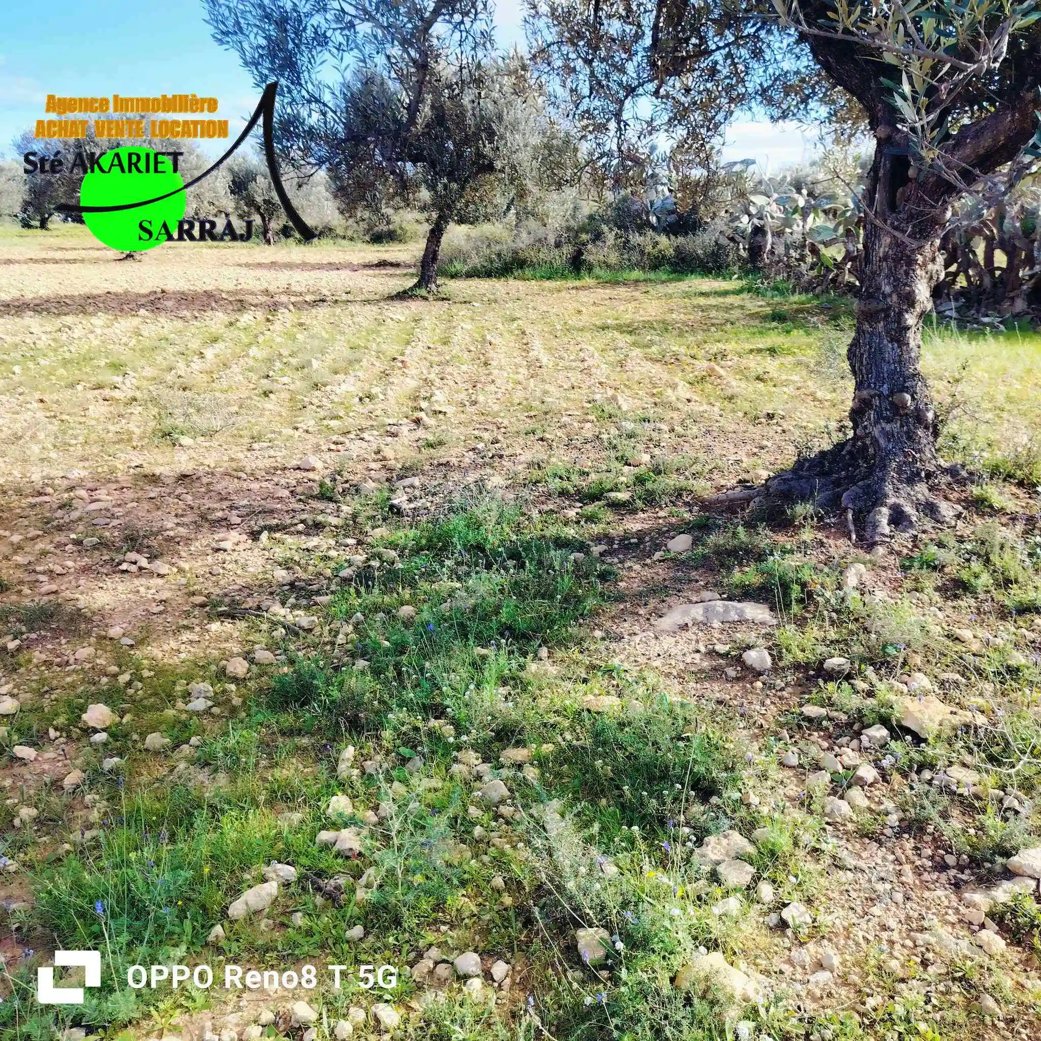 Terrain Agricole 1hectare et 8000m à Sidi Bouali à Sidi Bou Ali - Vue 2
