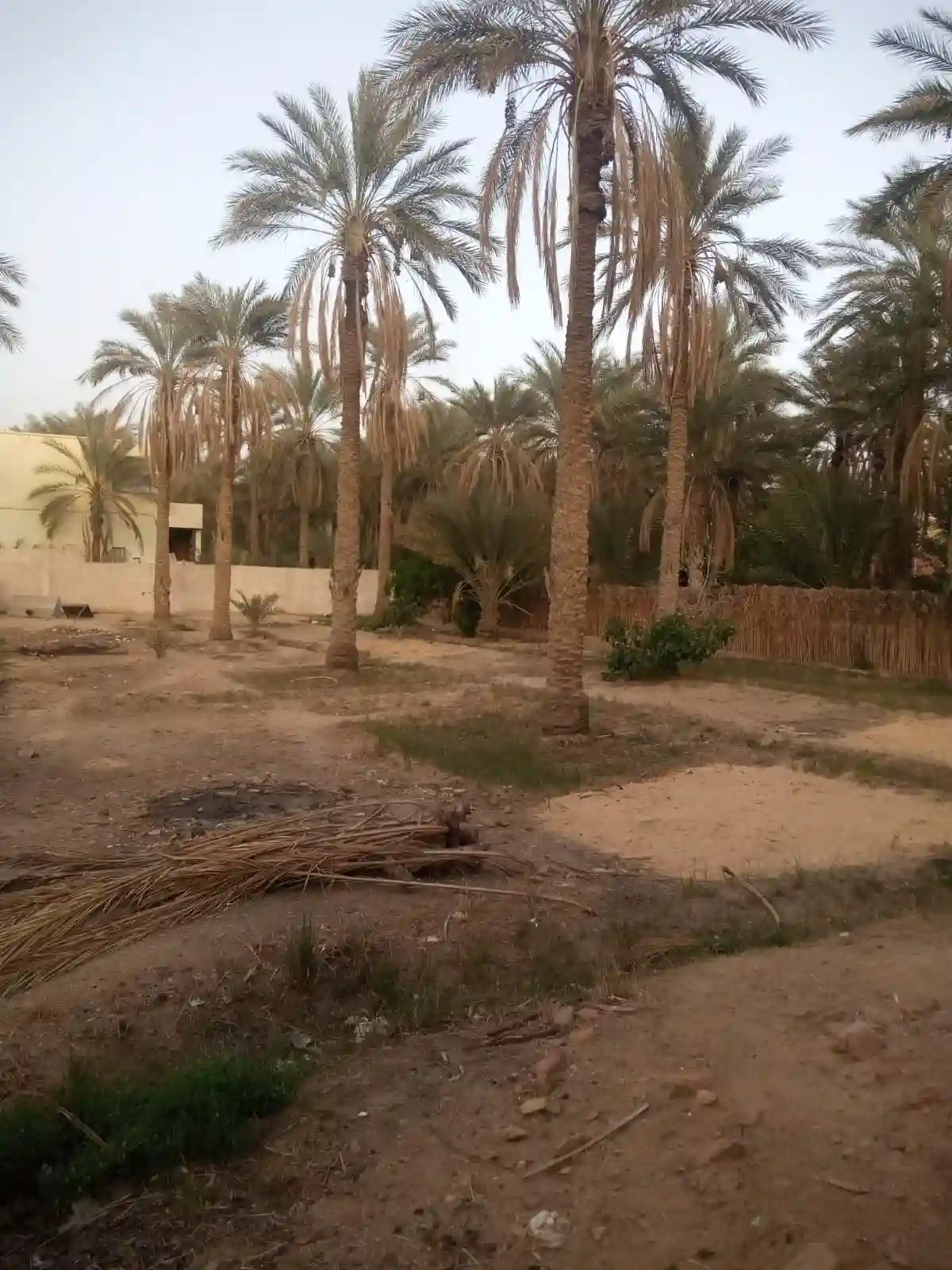 a Vendre Terrain a Tozeur Avec Titre Blue - Vue 1