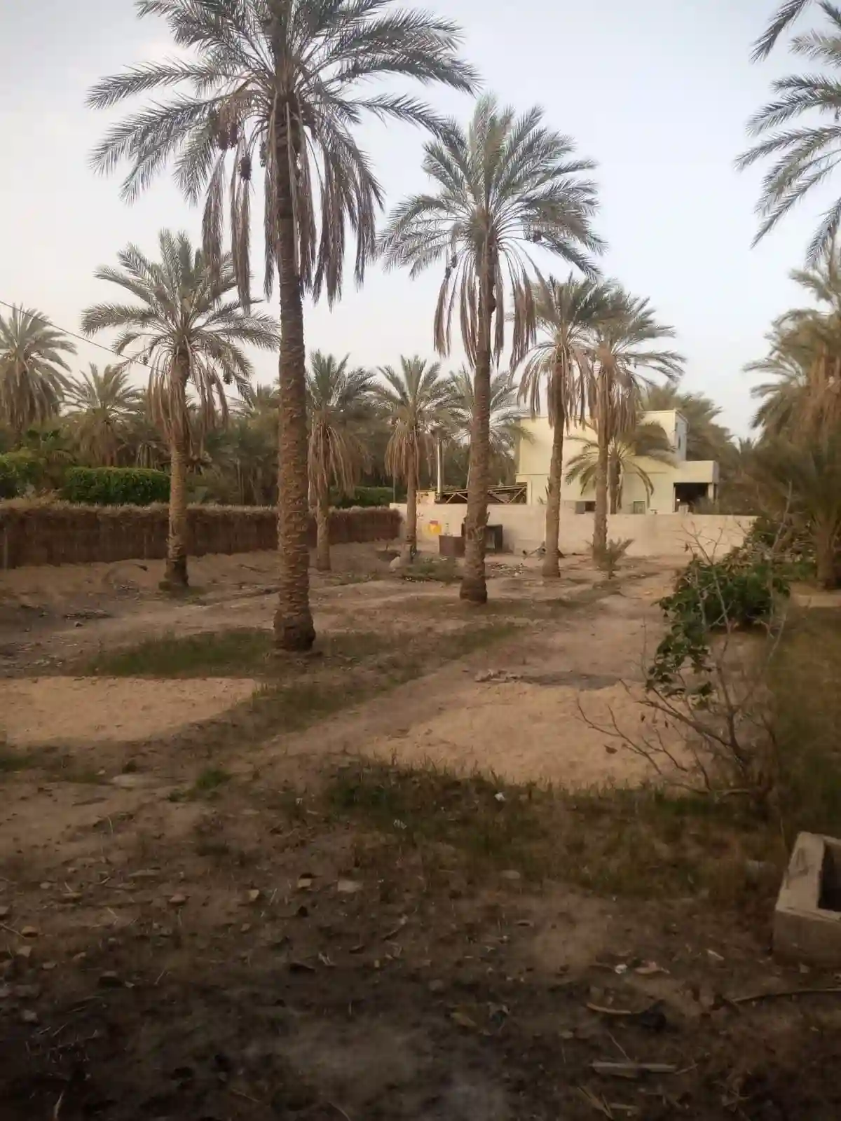 a Vendre Terrain a Tozeur Avec Titre Blue - Vue 2