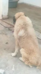 A Caucase Mâle à Ben Arous