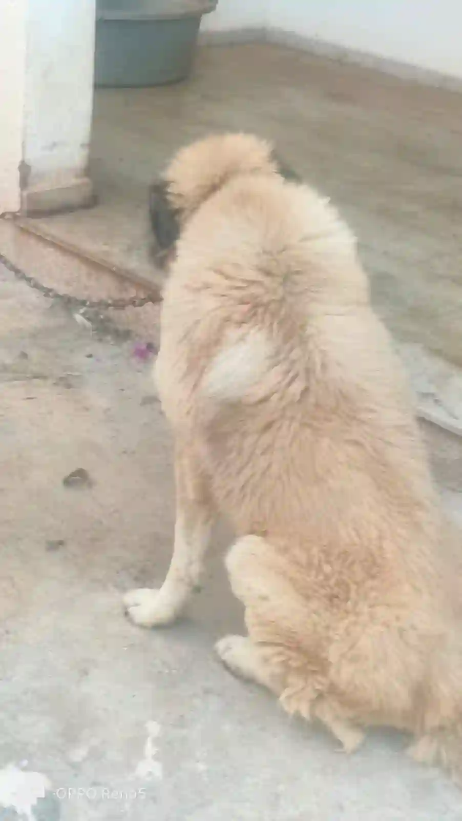 A Caucase Mâle à Ben Arous