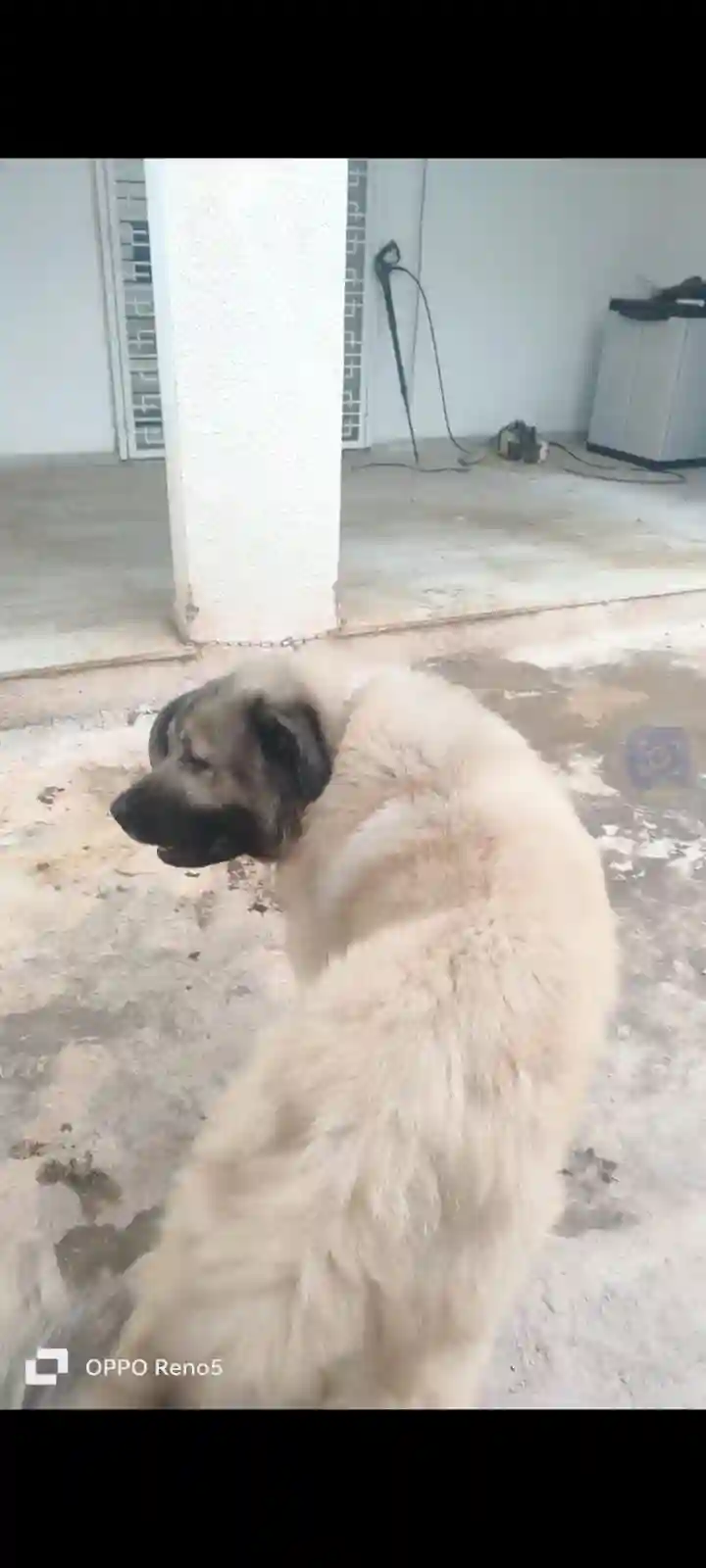 A Caucase Mâle à Ben Arous - Vue 1