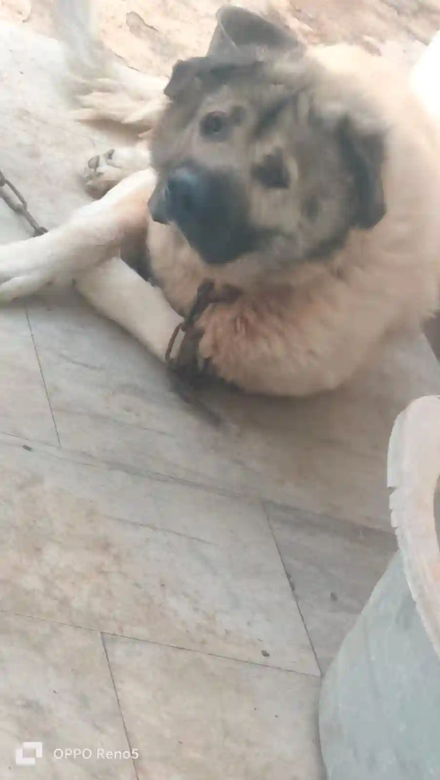 A Caucase Mâle à Ben Arous - Vue 2