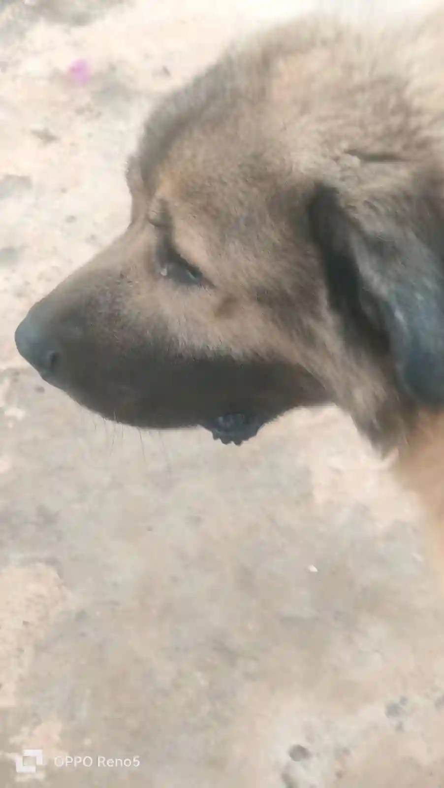 A Caucase Mâle à Ben Arous - Vue 3