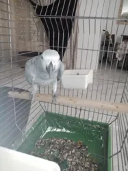 Deux Gris de Gabon Tres Bien Apprivoisé à La Soukra