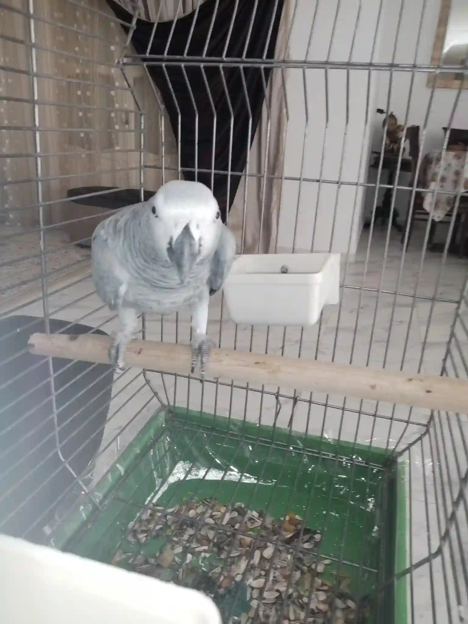 Deux Gris de Gabon Tres Bien Apprivoisé à La Soukra