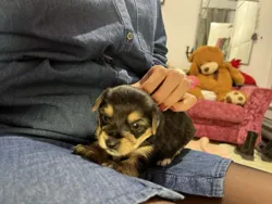 Chiot Yorkshire à La Marsa