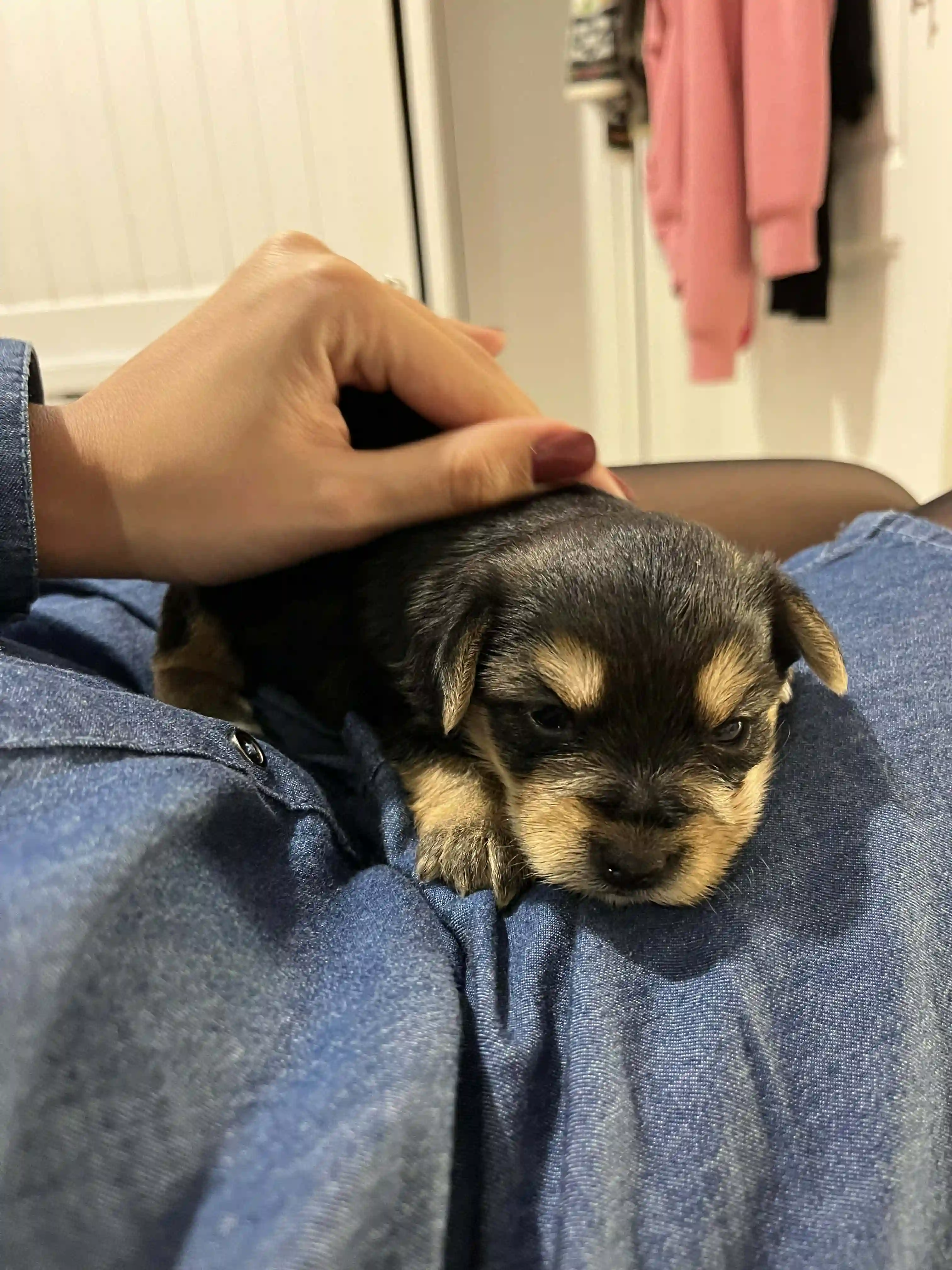 Chiot Yorkshire à La Marsa - Vue 1