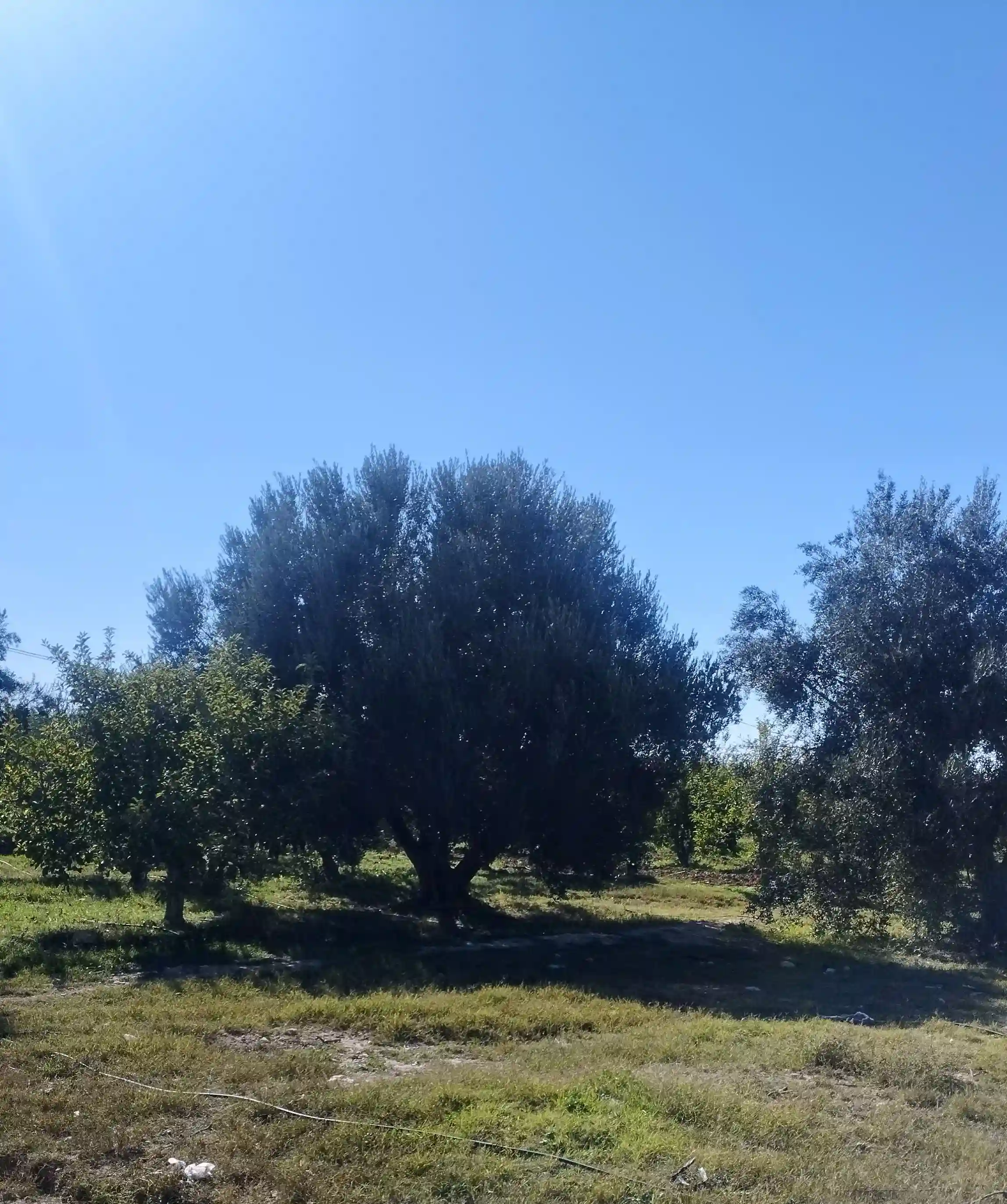 Ferme 11 Hectares a Vendre à Sbiba - Vue 2