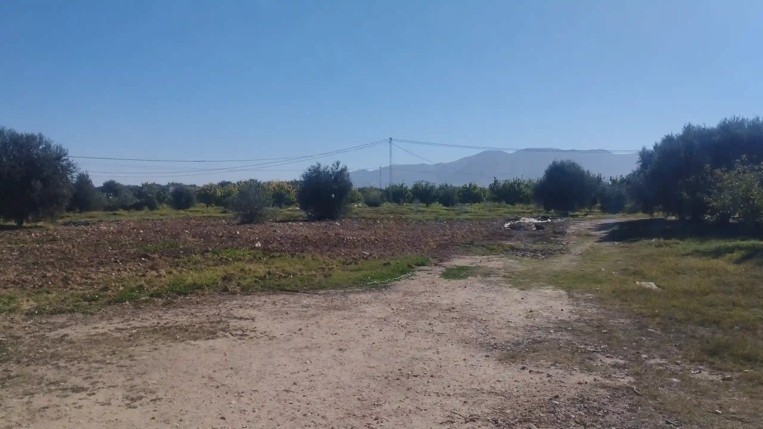 Ferme 11 Hectares a Vendre à Sbiba - Vue 3