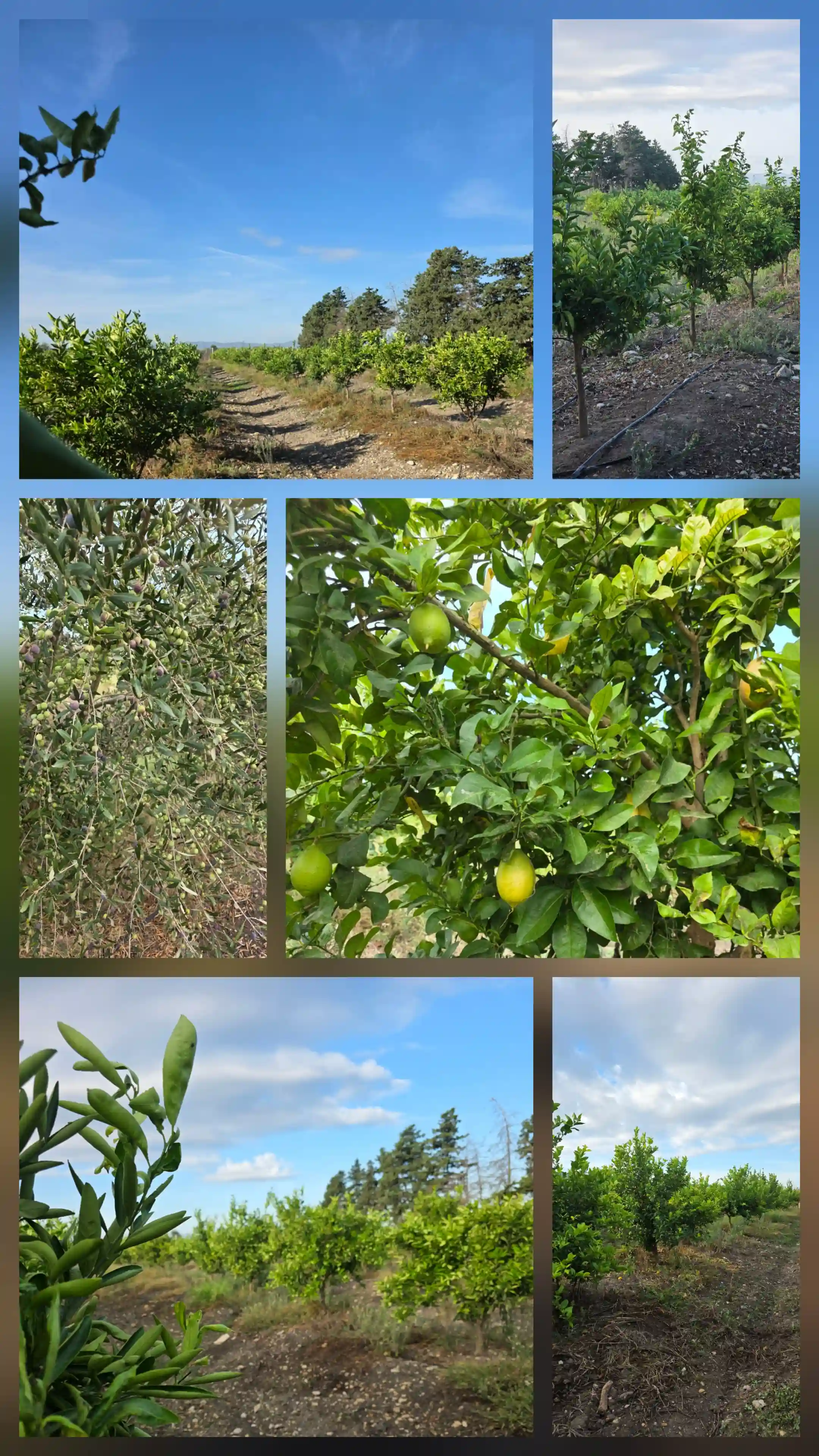 Ferme de Charme à El Marja - Vue 3