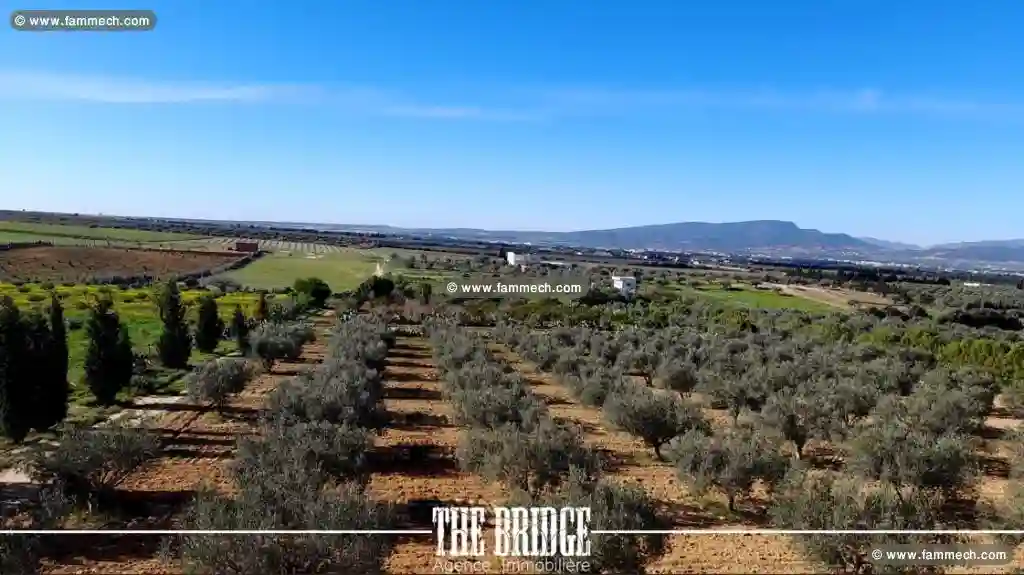 Ferme à Mhedhba Route Nabeul - Vue 2