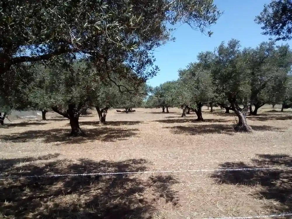 Terrain Ferme à Sidi Jameleddine - Vue 1